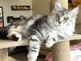 Maine Coon yavruları