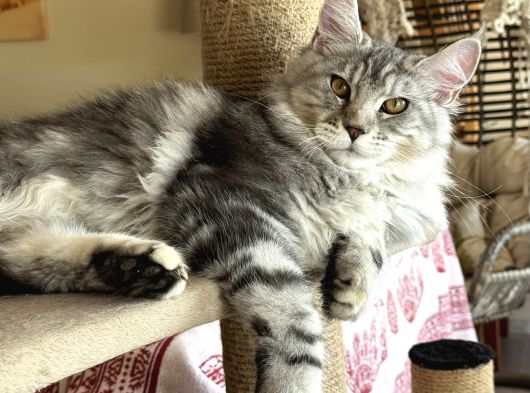 Maine Coon Yavruları görsel