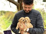 Irk Ve Kg Garantili Maltipoo Oyuncu Bebekler