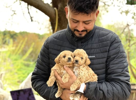 Irk Ve Kg Garantili Maltipoo Oyuncu Bebekler görsel