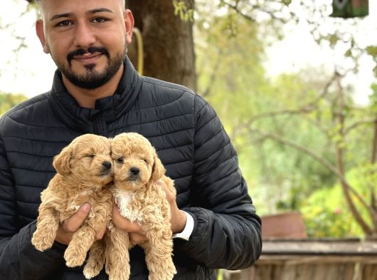 Irk Ve Kg Garantili Maltipoo Oyuncu Bebekler görsel