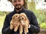 ırk ve kg garantili maltipoo oyuncu bebekler