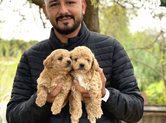 Irk Ve Kg Garantili Maltipoo Oyuncu Bebekler