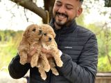 Irk Ve Kg Garantili Maltipoo Oyuncu Bebekler