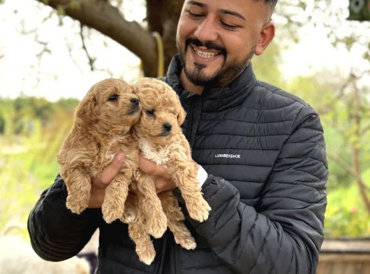 Irk Ve Kg Garantili Maltipoo Oyuncu Bebekler görsel