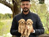 ırk ve kg garantili maltipoo oyuncu bebekler