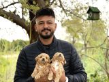 Irk Ve Kg Garantili Maltipoo Oyuncu Bebekler