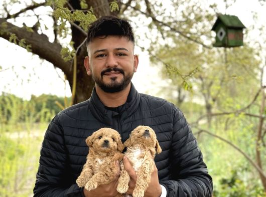 Irk Ve Kg Garantili Maltipoo Oyuncu Bebekler görsel
