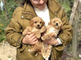 Irk Ve Kg Garantili Maltipoo Oyuncu Bebekler