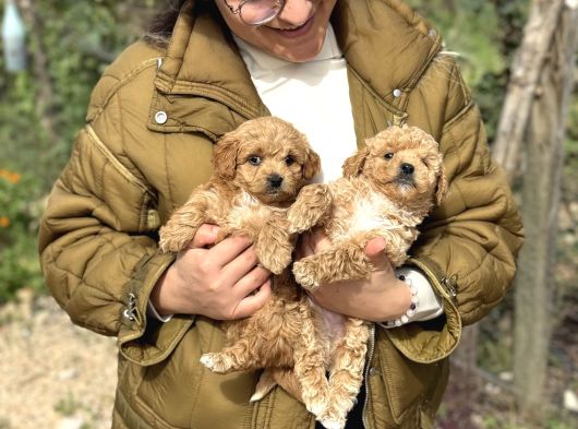 Irk Ve Kg Garantili Maltipoo Oyuncu Bebekler görsel