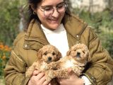 Irk Ve Kg Garantili Maltipoo Oyuncu Bebekler