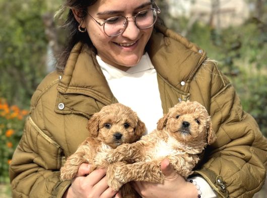 Irk Ve Kg Garantili Maltipoo Oyuncu Bebekler görsel