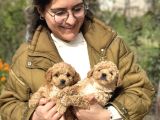 Irk Ve Kg Garantili Maltipoo Oyuncu Bebekler