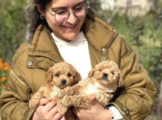 Irk Ve Kg Garantili Maltipoo Oyuncu Bebekler görsel
