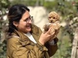 ırk ve kg garantili maltipoo oyuncu bebekler