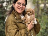 Irk Ve Kg Garantili Maltipoo Oyuncu Bebekler