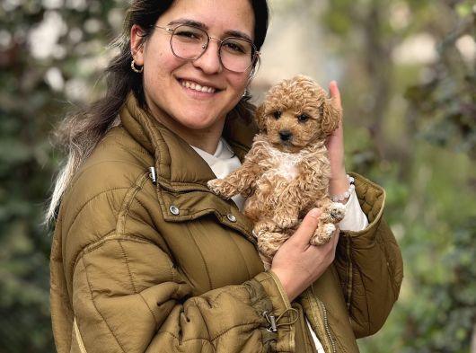 Irk Ve Kg Garantili Maltipoo Oyuncu Bebekler görsel