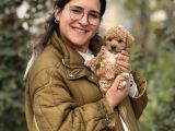 Irk Ve Kg Garantili Maltipoo Oyuncu Bebekler