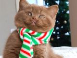 Popstar Chocolate British Shorthair yavrumuz