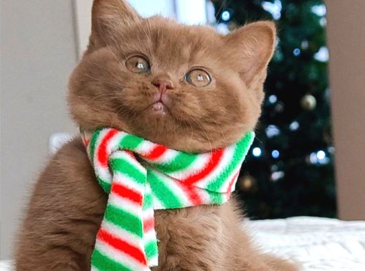 Popstar Chocolate British Shorthair yavrumuz