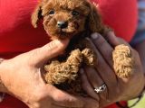 KG VE SAGLIK GARANTİLİ TEACUP KOREA POODLE AŞILI EGİTİMLİ