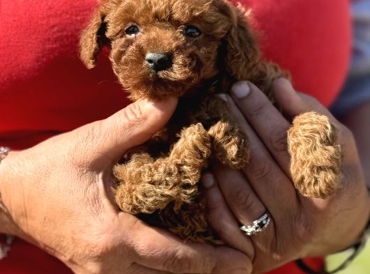 KG VE SAGLIK GARANTİLİ TEACUP KOREA POODLE AŞILI EGİTİMLİ