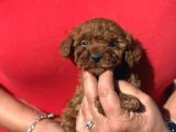 Kg Ve Saglik Garanti̇li̇ Teacup Korea Poodle Aşili Egi̇ti̇mli̇