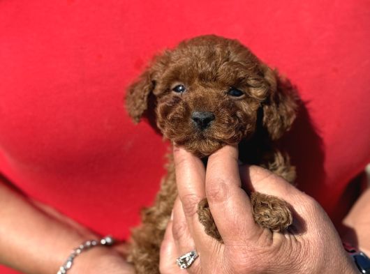Kg Ve Saglik Garanti̇li̇ Teacup Korea Poodle Aşili Egi̇ti̇mli̇ görsel
