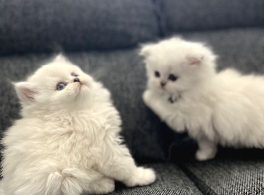Anne Baba Scrli Longhair Yavrularımız görsel