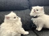 Anne Baba Scrli Longhair Yavrularımız