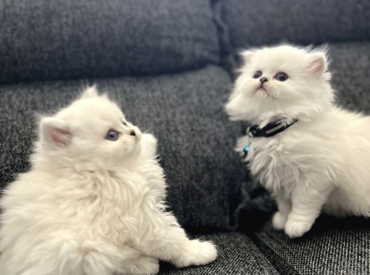 Anne Baba Scrli Longhair Yavrularımız görsel