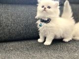 Anne baba scrli longhair yavrularımız