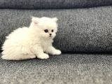 Anne Baba Scrli Longhair Yavrularımız