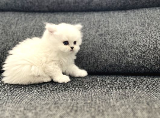 Anne Baba Scrli Longhair Yavrularımız görsel