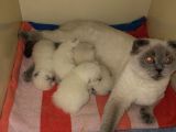 Scottish Fold Blue Point