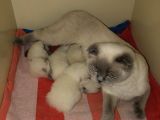 Scottish fold blue point