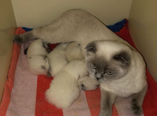 Scottish Fold Blue Point