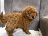 Poodle Tüy Yapisinda Maltipoo Oğlumuz