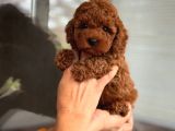 Kg garantili toy poodle yavrularımız