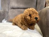Poodle Tüy Yapisinda Maltipoo Oğlumuz