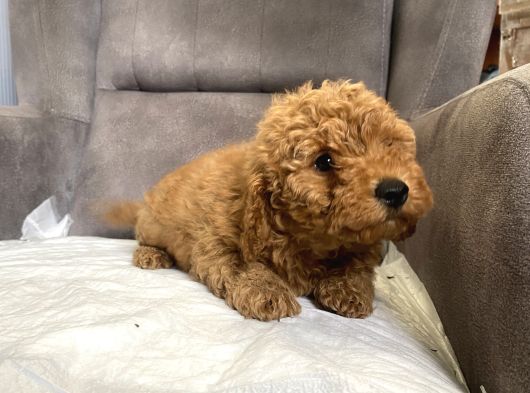 Poodle Tüy Yapisinda Maltipoo Oğlumuz görsel