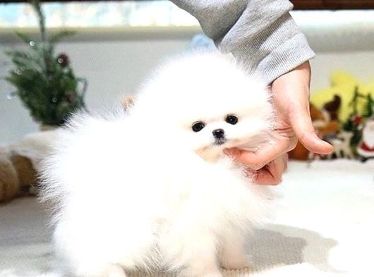 Üst Kalite Pomeranian Yavrularımız Için Arayabilirsini
