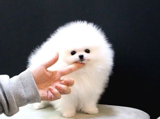Üst Kalite Pomeranian Yavrularımız Için Arayabilirsini görsel