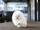 Pomeranian yavrularımız için arayabilirsiniz