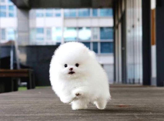 Pomeranian Yavrularımız Için Arayabilirsiniz