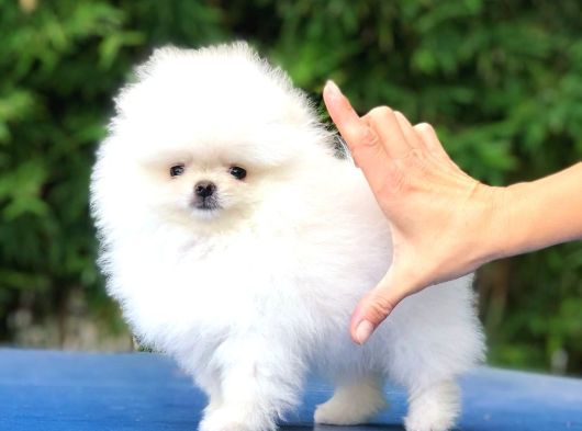 Pomeranian Yavrularımız Için Arayabilirsiniz görsel