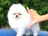 Üst Kalite Pomeranian Yavrularımız Için Arayabilirsini