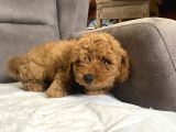 Poodle Tüy Yapisinda Maltipoo Oğlumuz