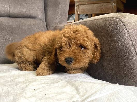 Poodle Tüy Yapisinda Maltipoo Oğlumuz görsel