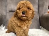 Poodle Tüy Yapisinda Maltipoo Oğlumuz